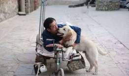 老狗电影,岁月沧桑，忠诚不渝的犬界传奇