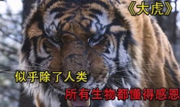 老虎电影,丛林霸主的风云际会